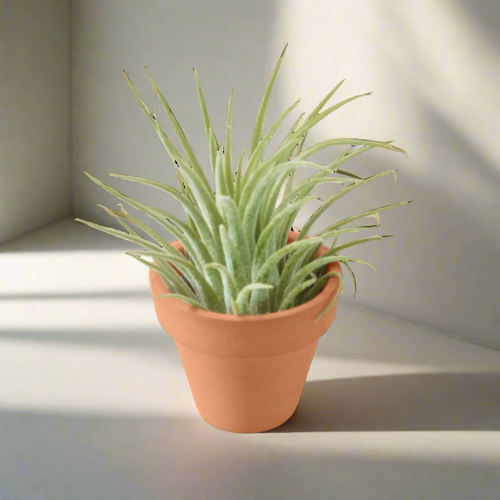 Ionantha Guatemala Tillandsia Air Plant with Terra Cotta