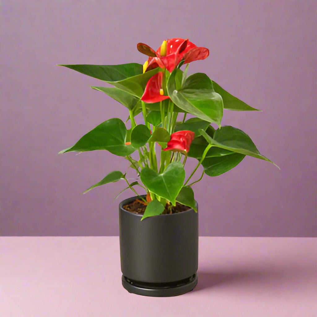 Potted plant with red flowers