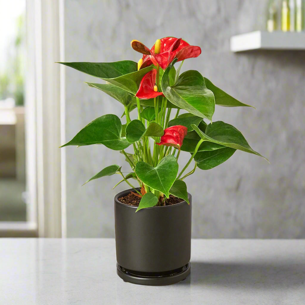 Potted plant with red flowers and green leaves on a white background