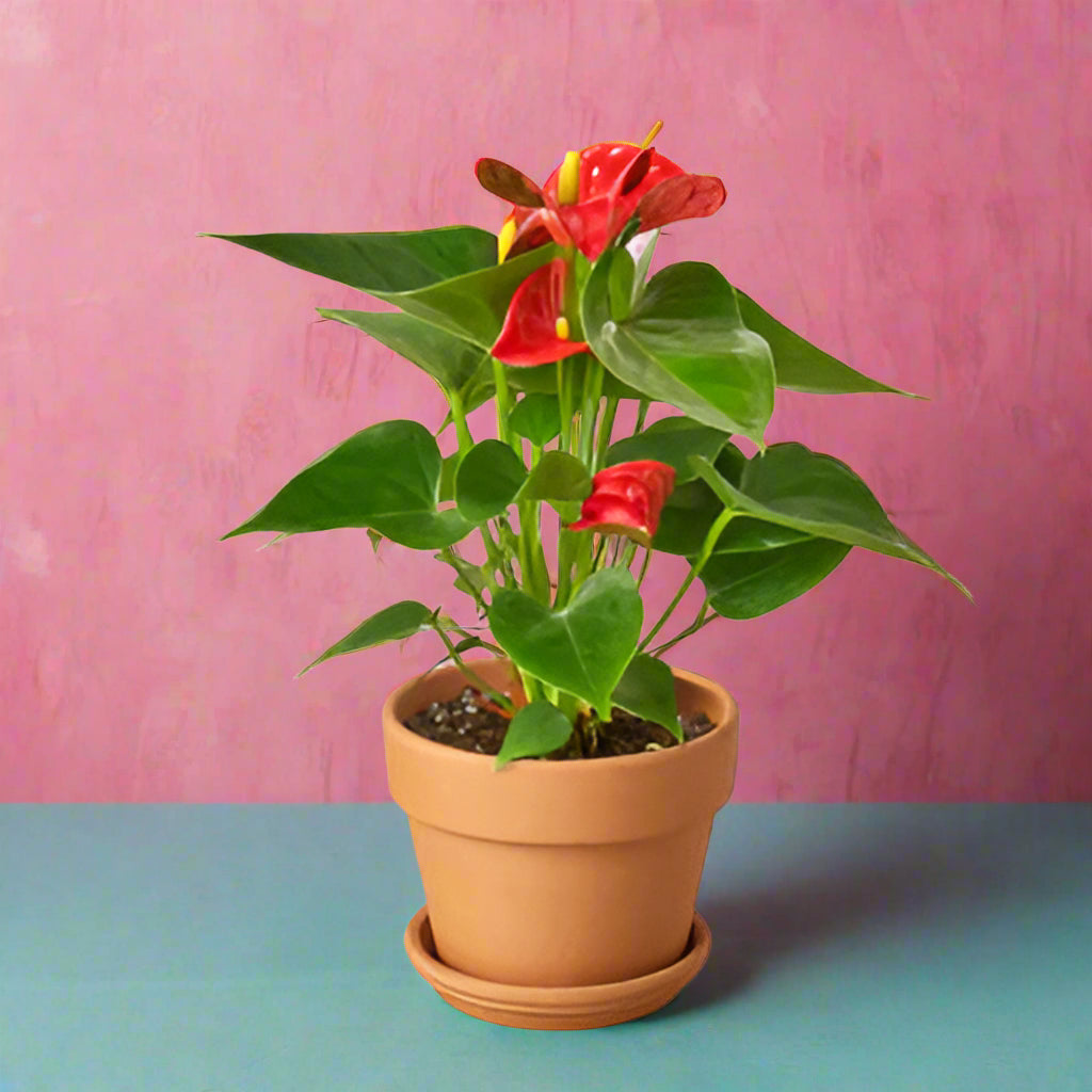 Anthurium 'Red'