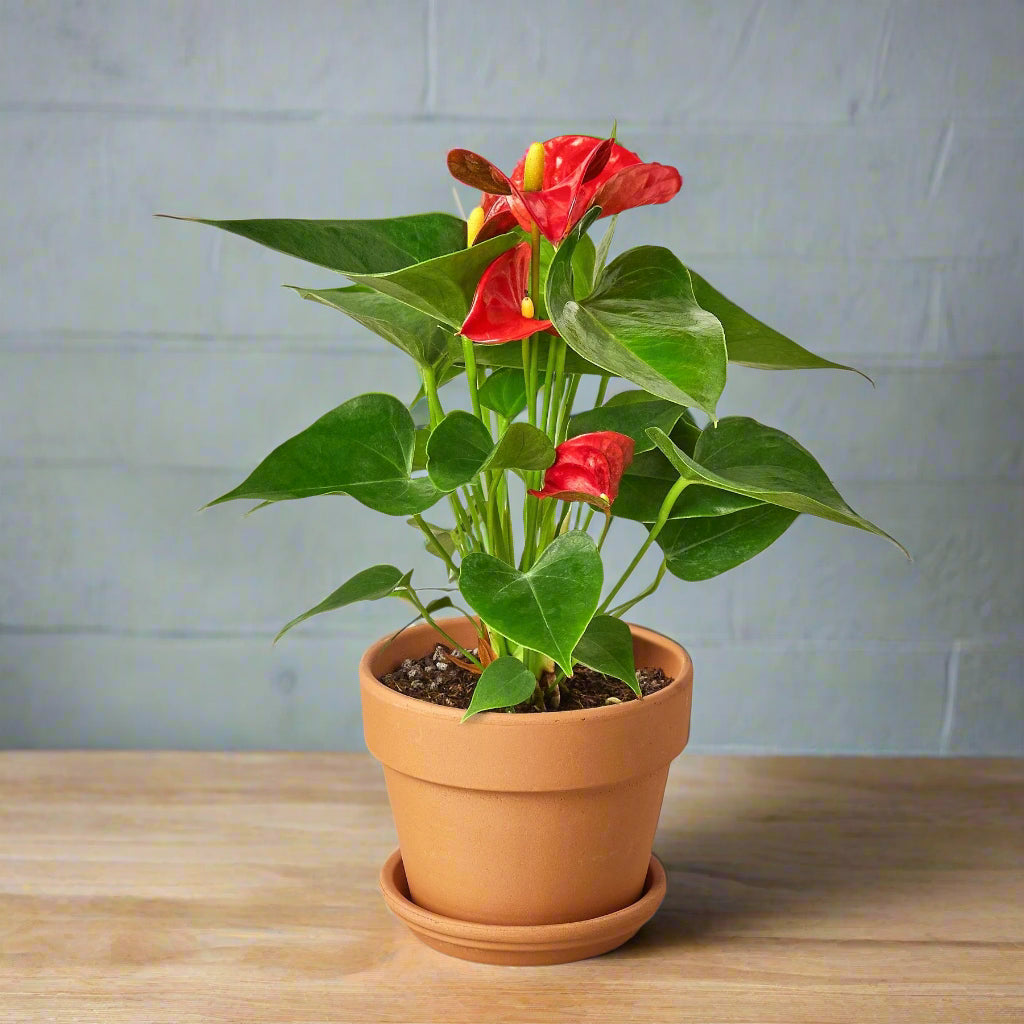 Anthurium 'Red'