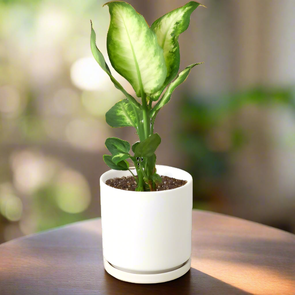 Dieffenbachia Camille