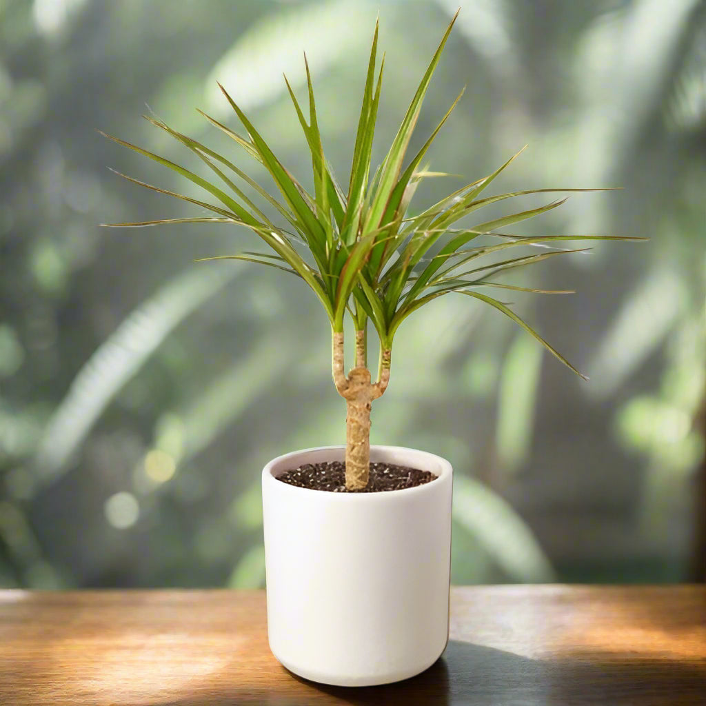 Dracaena Marginata Cane
