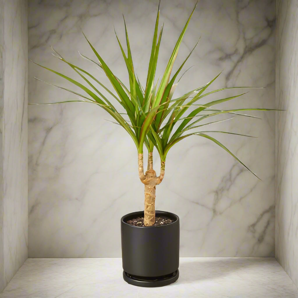 Dracaena Marginata Cane