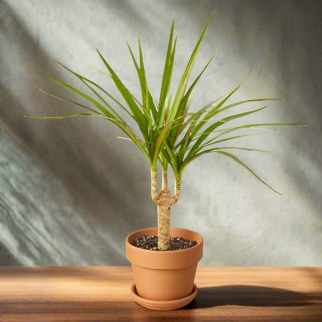 Dracaena Marginata Cane