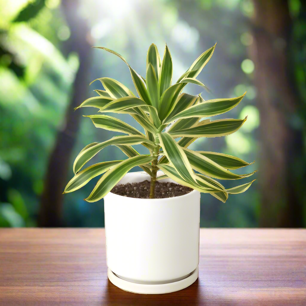 Dracaena 'Song of India'