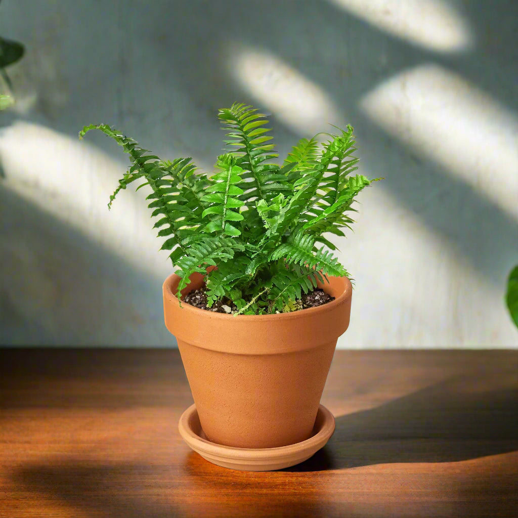 Jester's Crown Fern