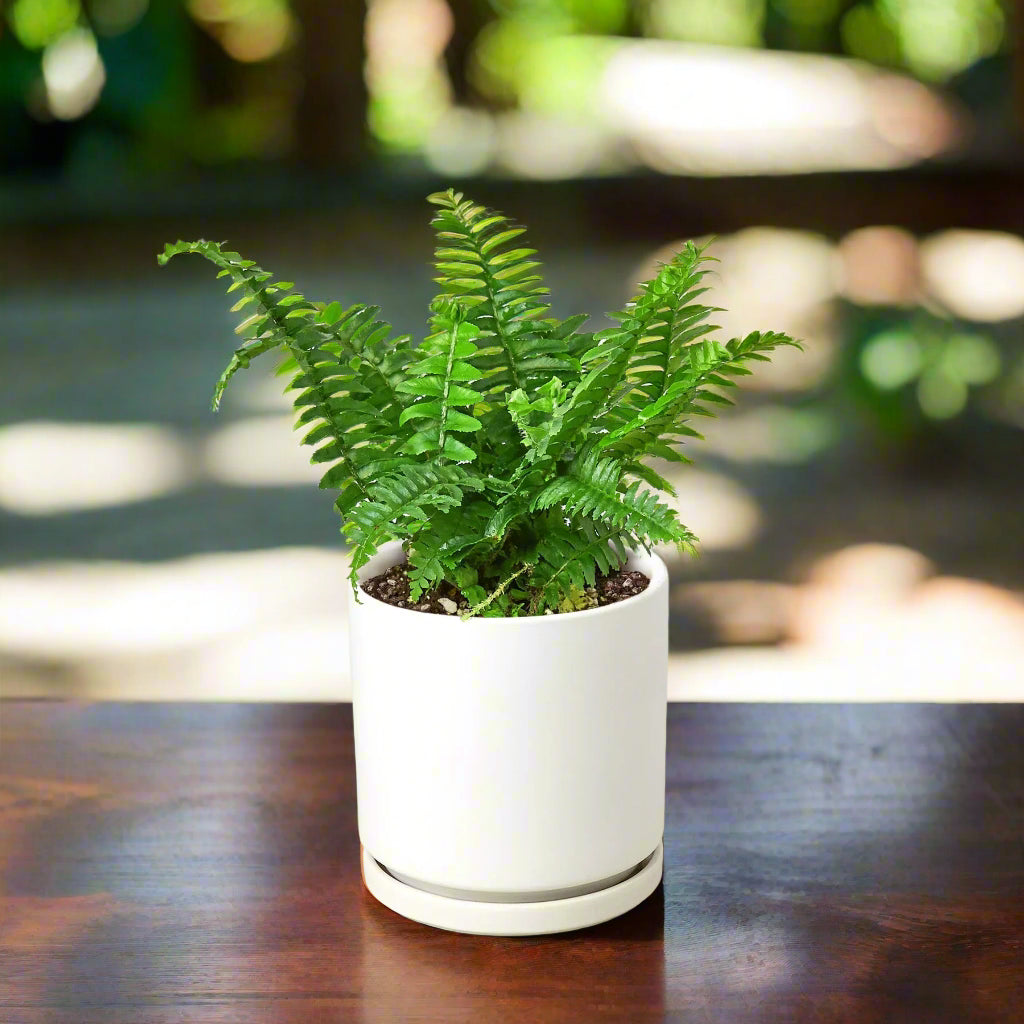Jester's Crown Fern