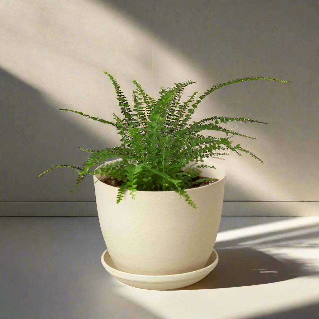 Fern 'Lemon Button'