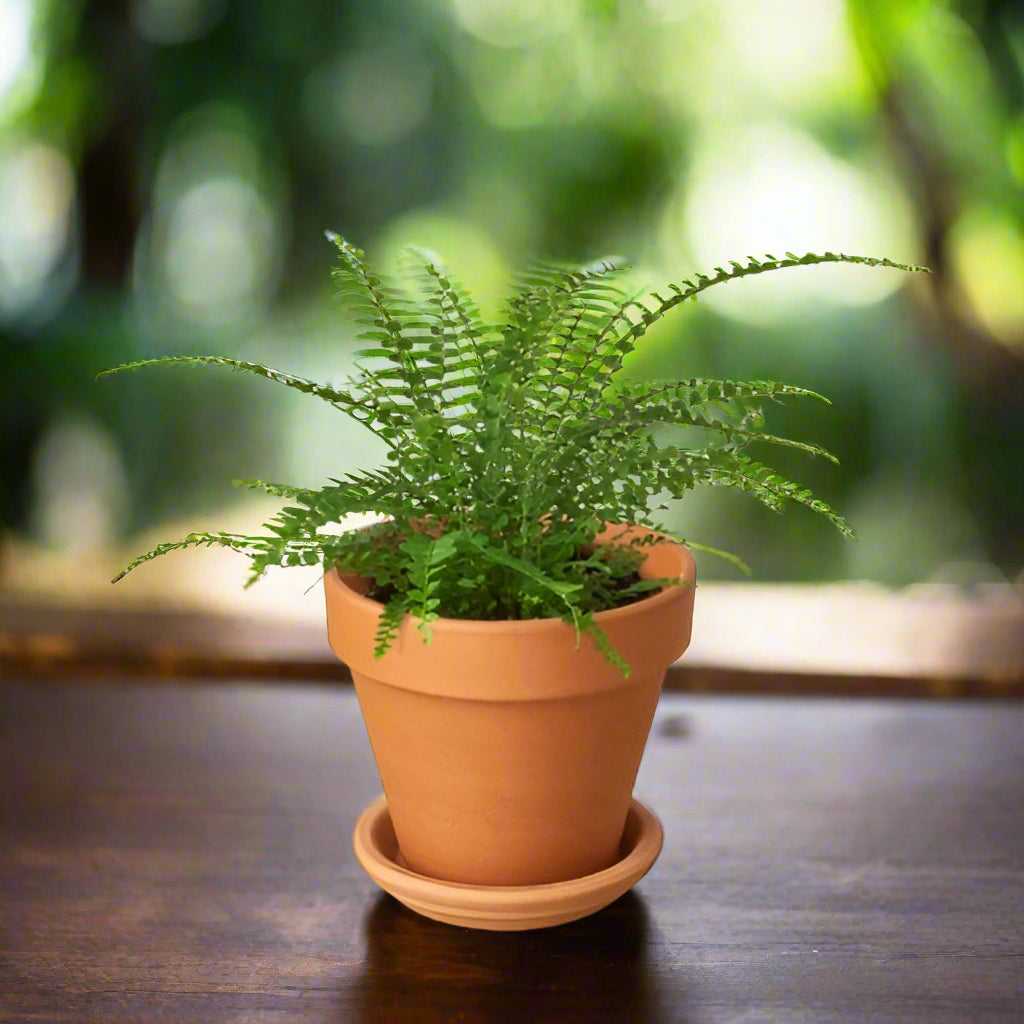 Fern 'Lemon Button'
