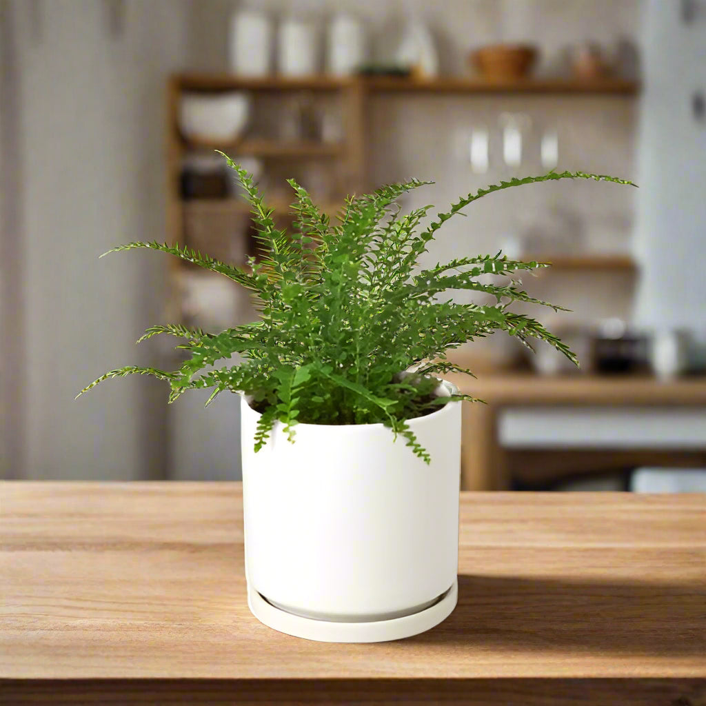 Fern 'Lemon Button'