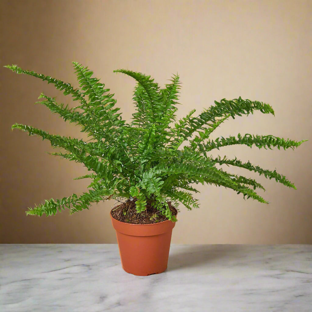 Jester's Crown Fern