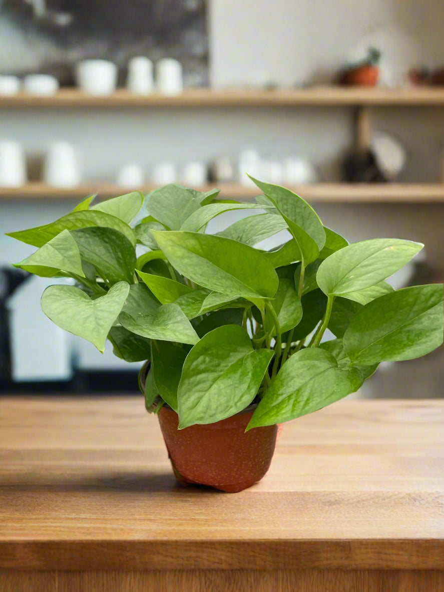 Pothos 'Green Queen'