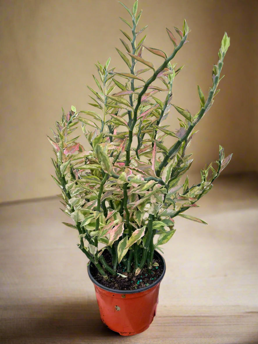 Variegated Devil's Backbone Euphorbia