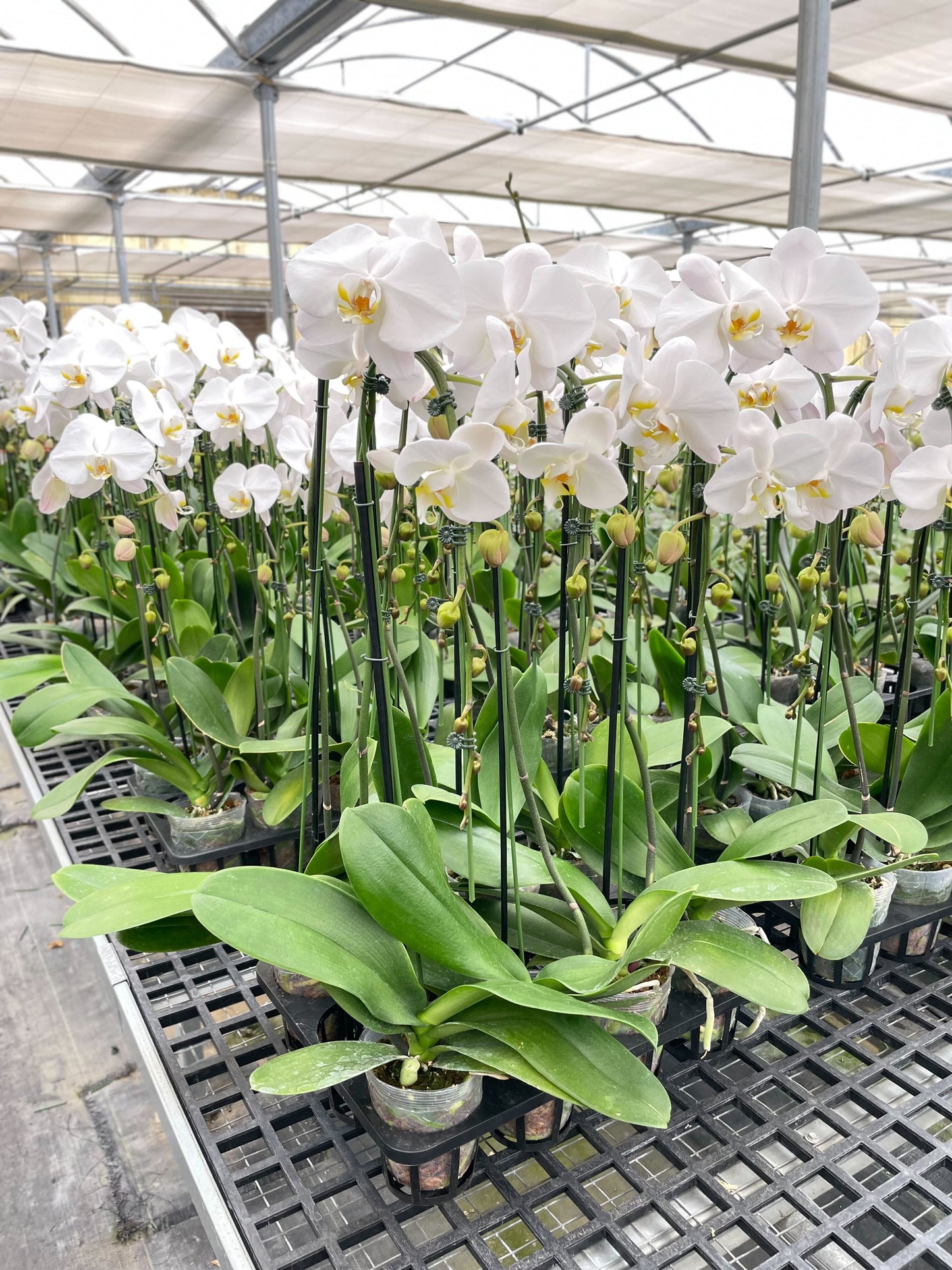 White Phalaenopsis Orchid - Classic Indoor Plant with Granny's Expert Care