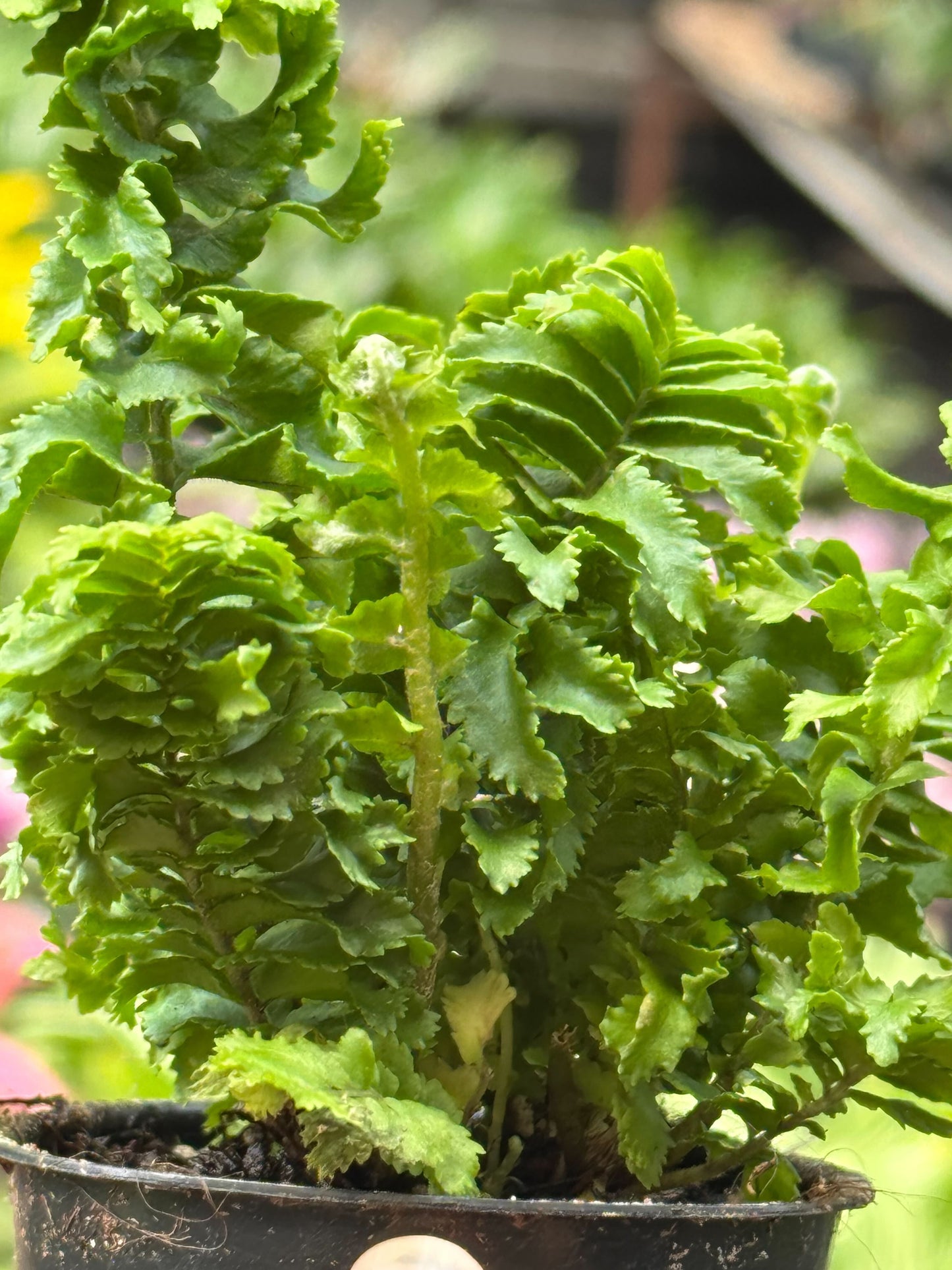 'Emina' Fern - 4" Pot