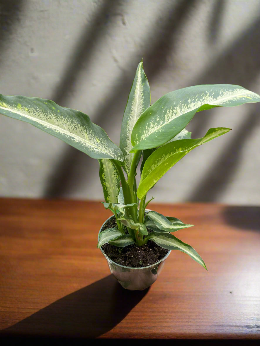 Dieffenbachia Panther