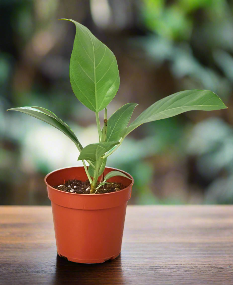 Ficus 'Audrey'
