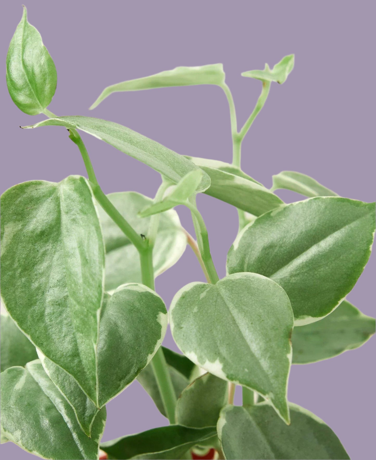 Peperomia 'Cupid'
