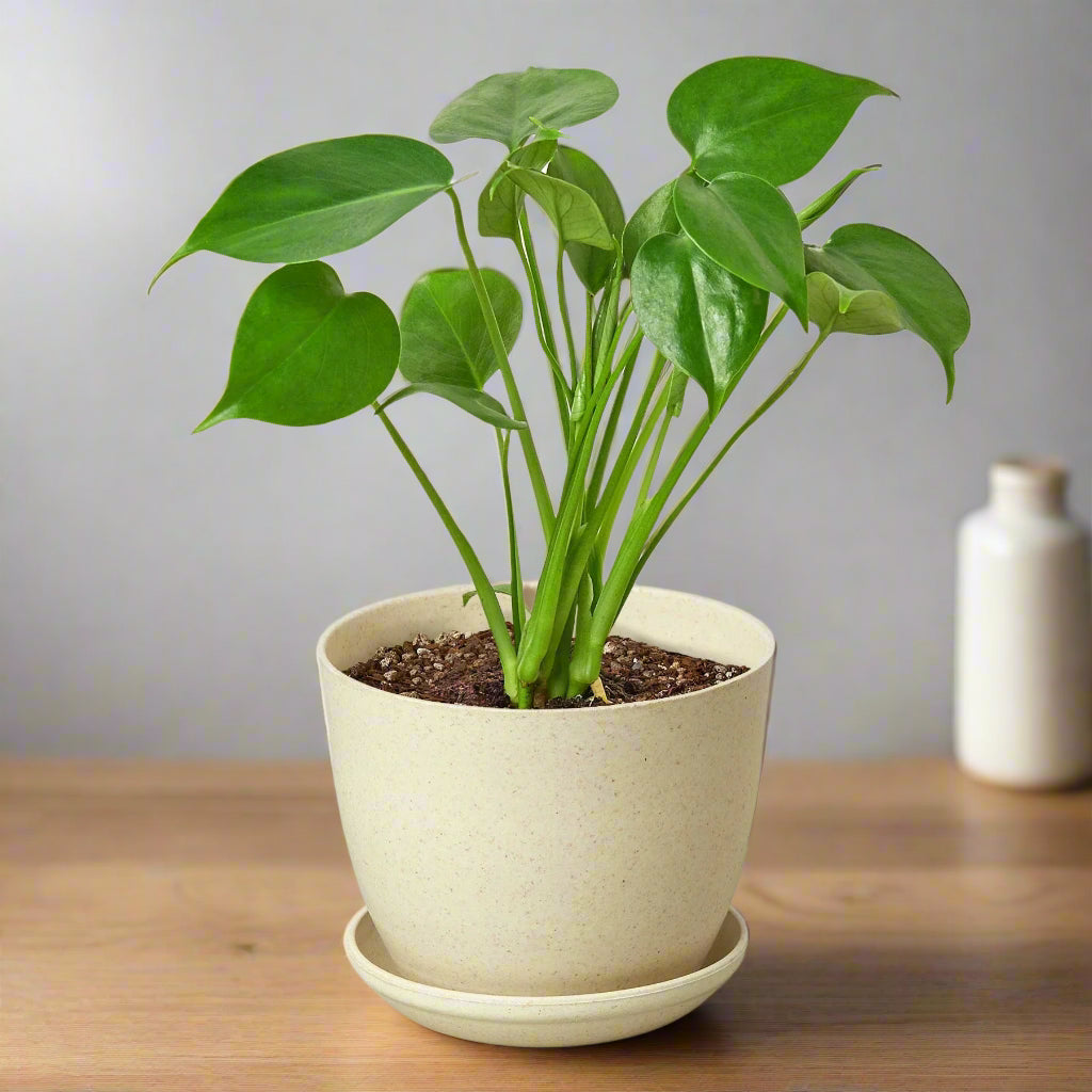 Philodendron Monstera Split-Leaf