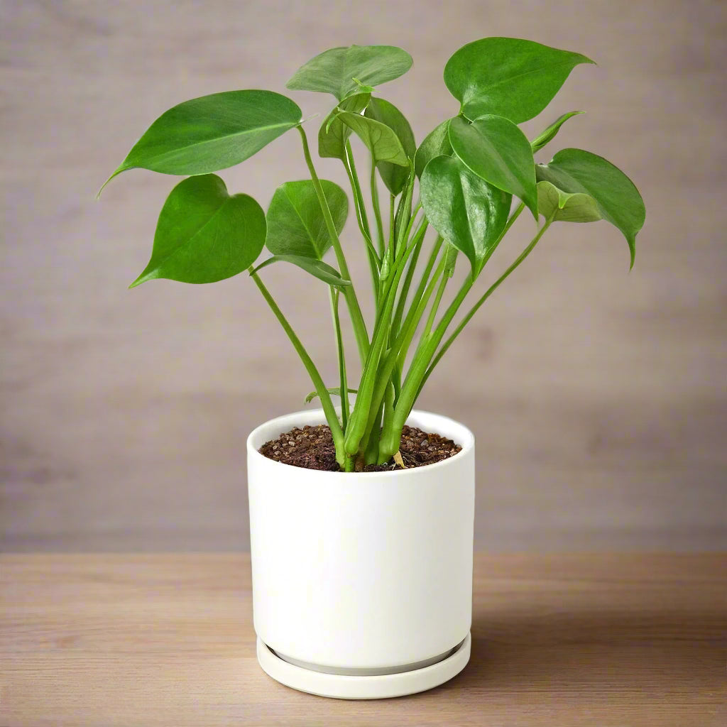 Philodendron Monstera Split-Leaf