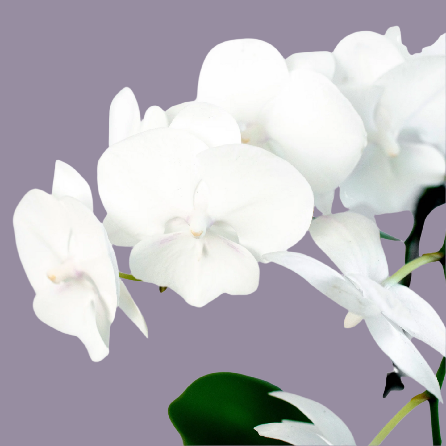 White Phalaenopsis Orchid - Classic Indoor Plant with Granny's Expert Care