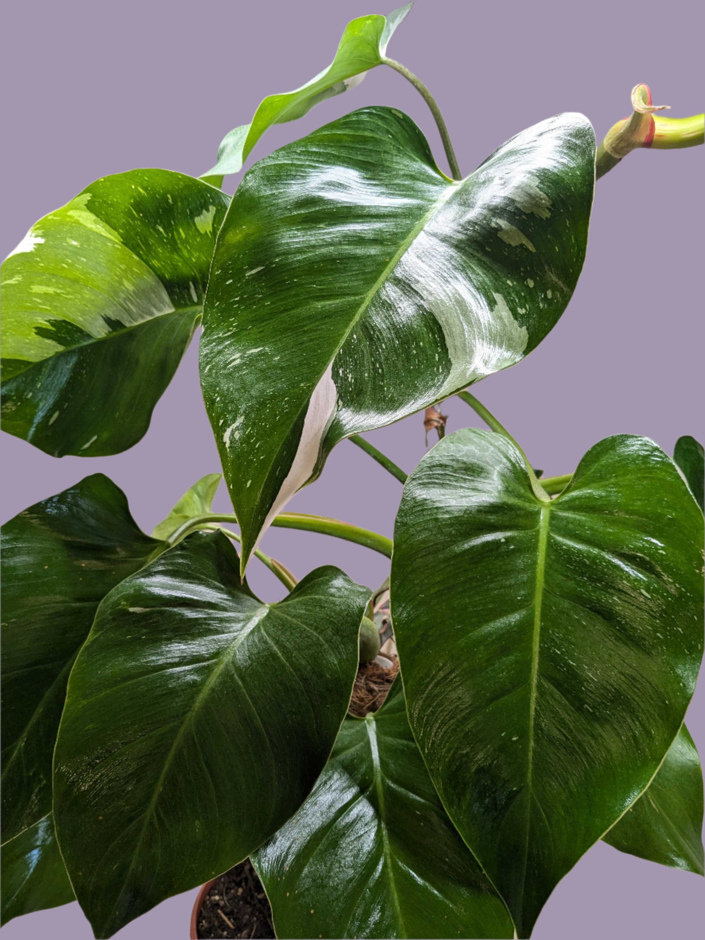 Philodendron 'White Princess'