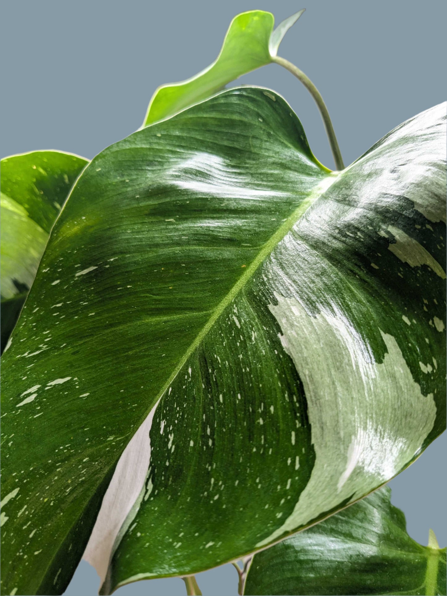 Philodendron 'White Princess'