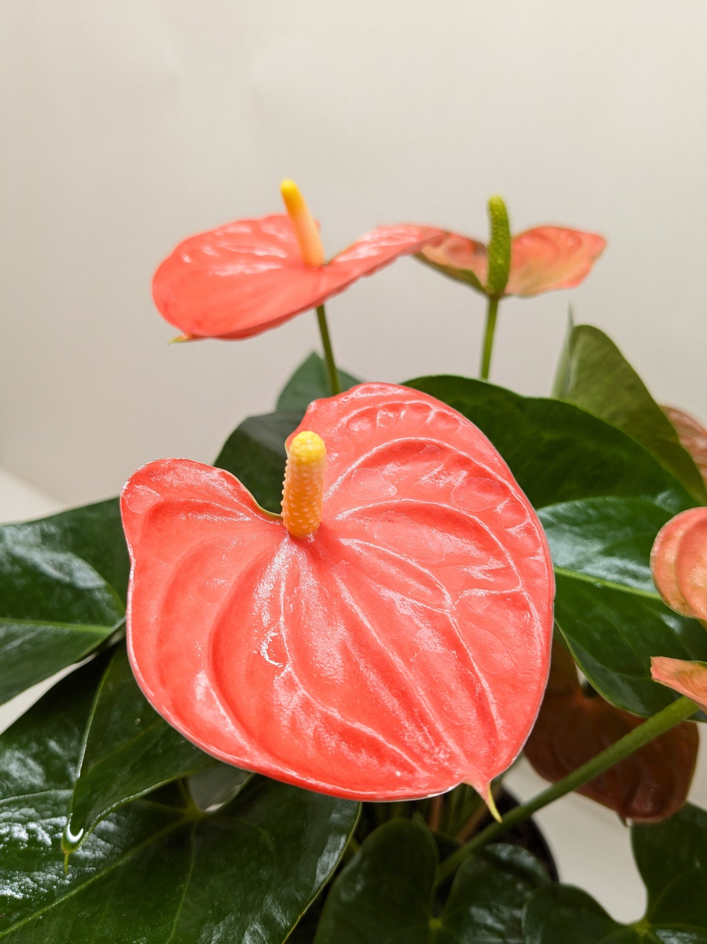 Orange Anthurium - Granny's Vibrant Tropical Beauty