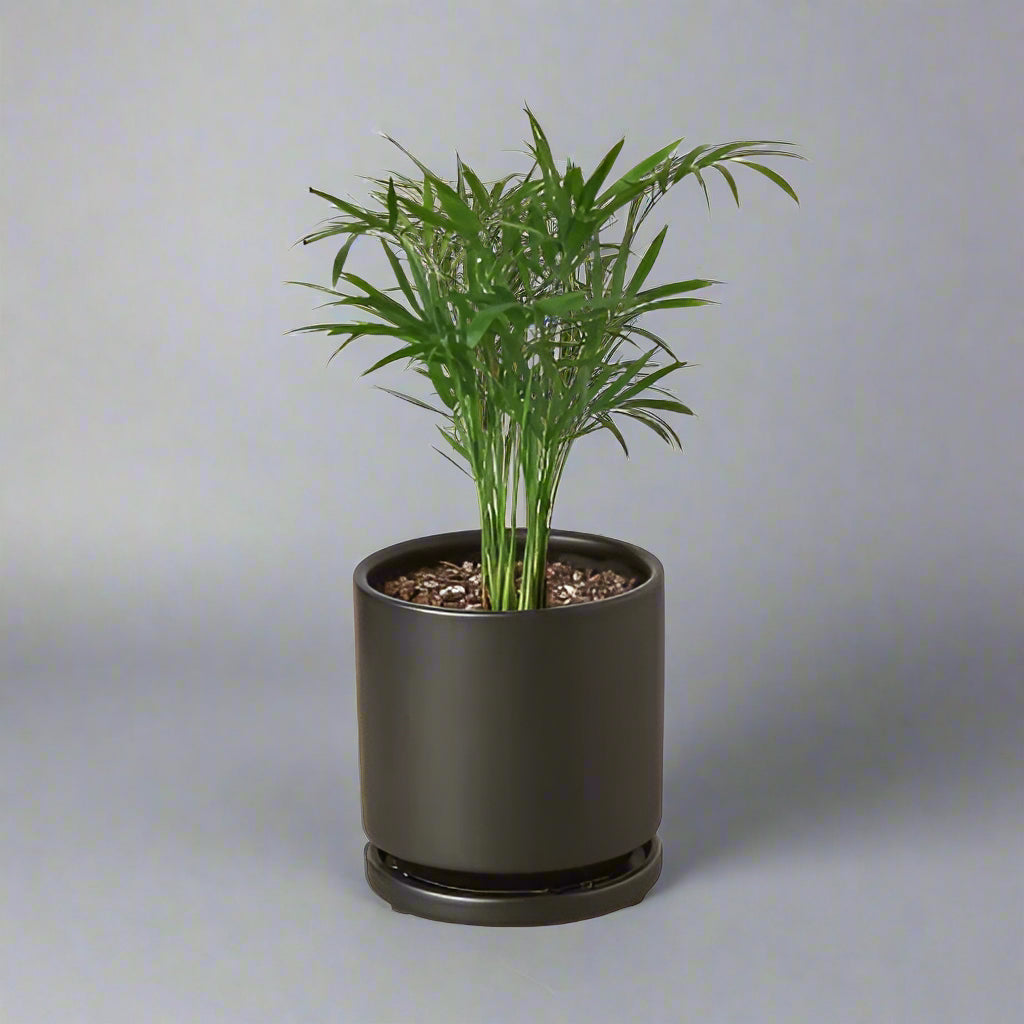 Parlor Palm