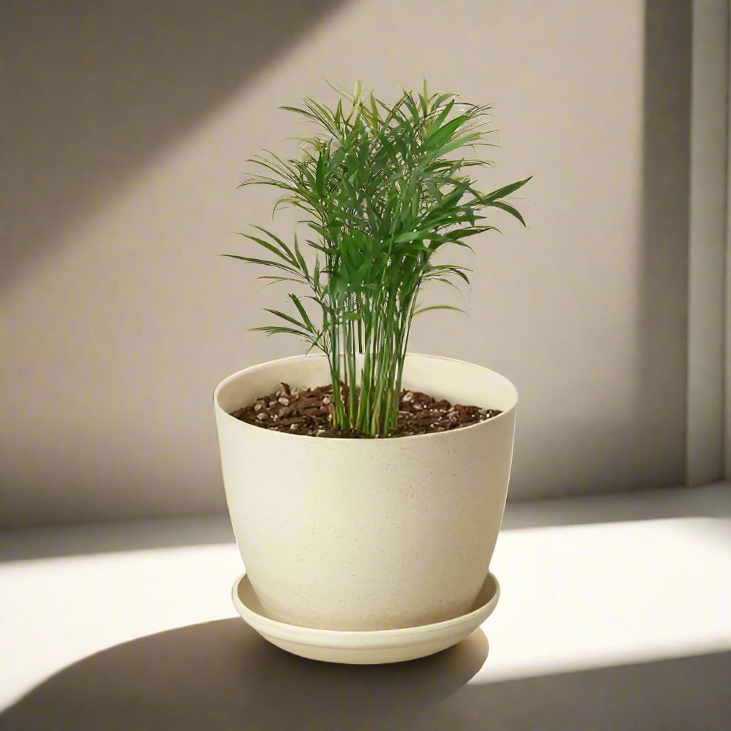 Parlor Palm
