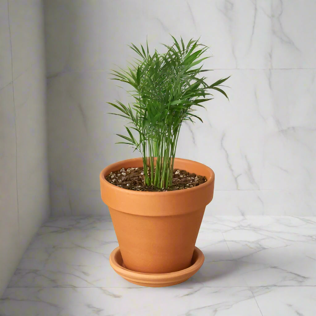 Parlor Palm