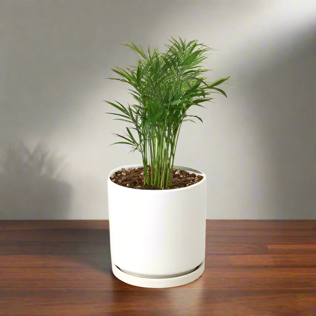 Parlor Palm