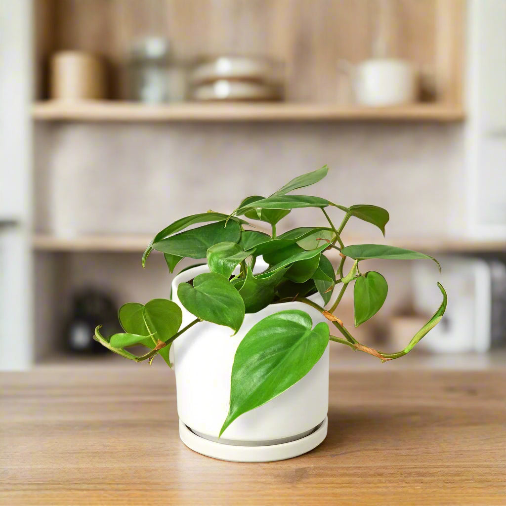 Philodendron Cordatum Heartleaf