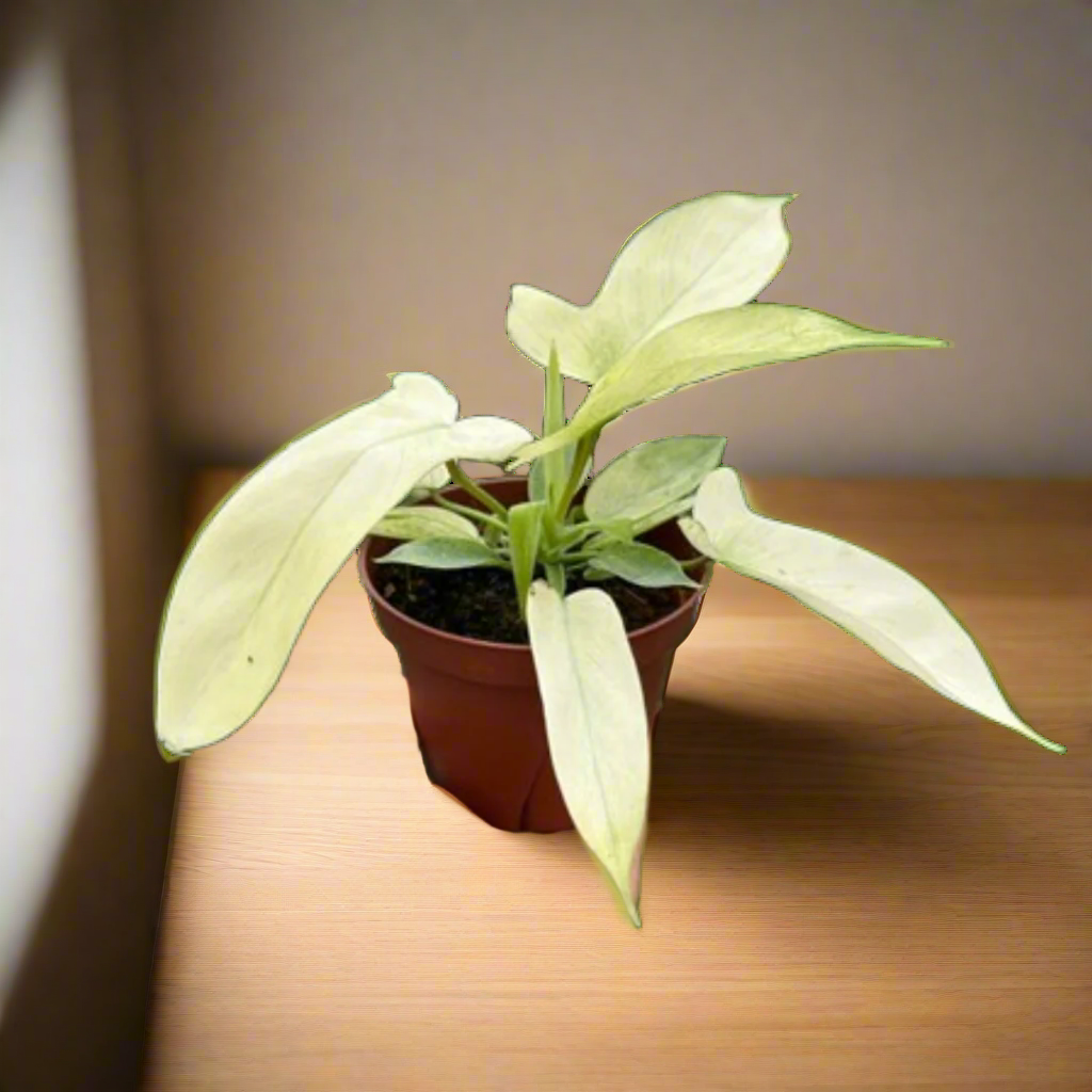Philodendron 'Florida Ghost'