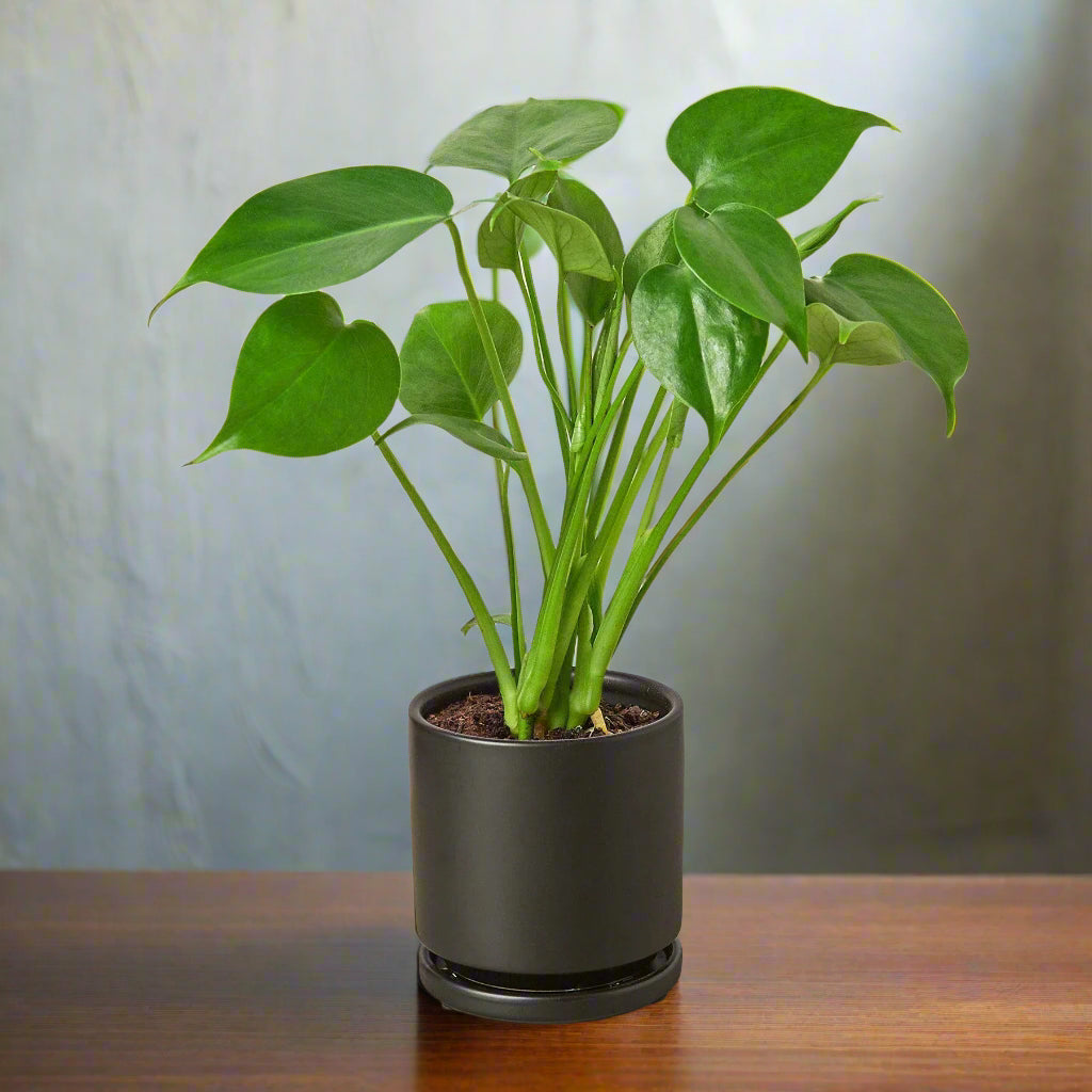Philodendron Monstera Split-Leaf
