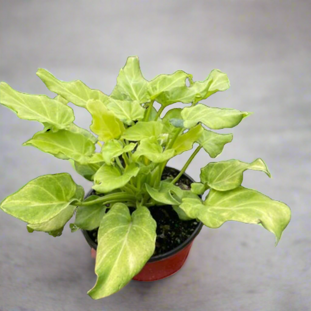 Philodendron 'Xanadu' Variegated