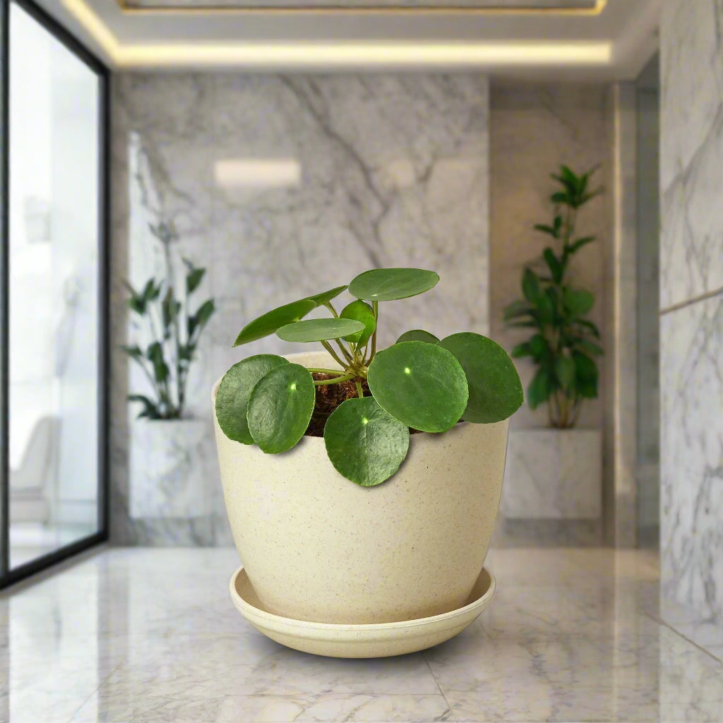 Pilea Peperomioides 'Chinese Money'