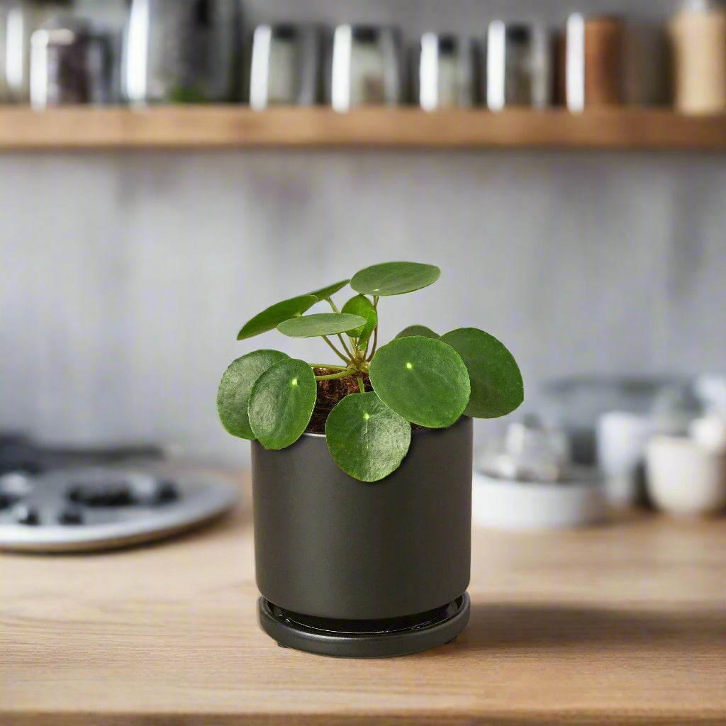 Pilea Peperomioides 'Chinese Money'