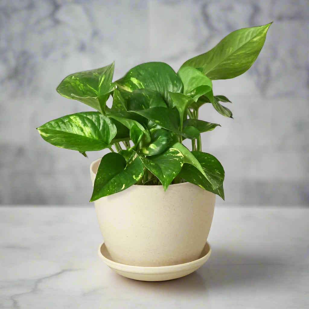 Pothos 'Golden'