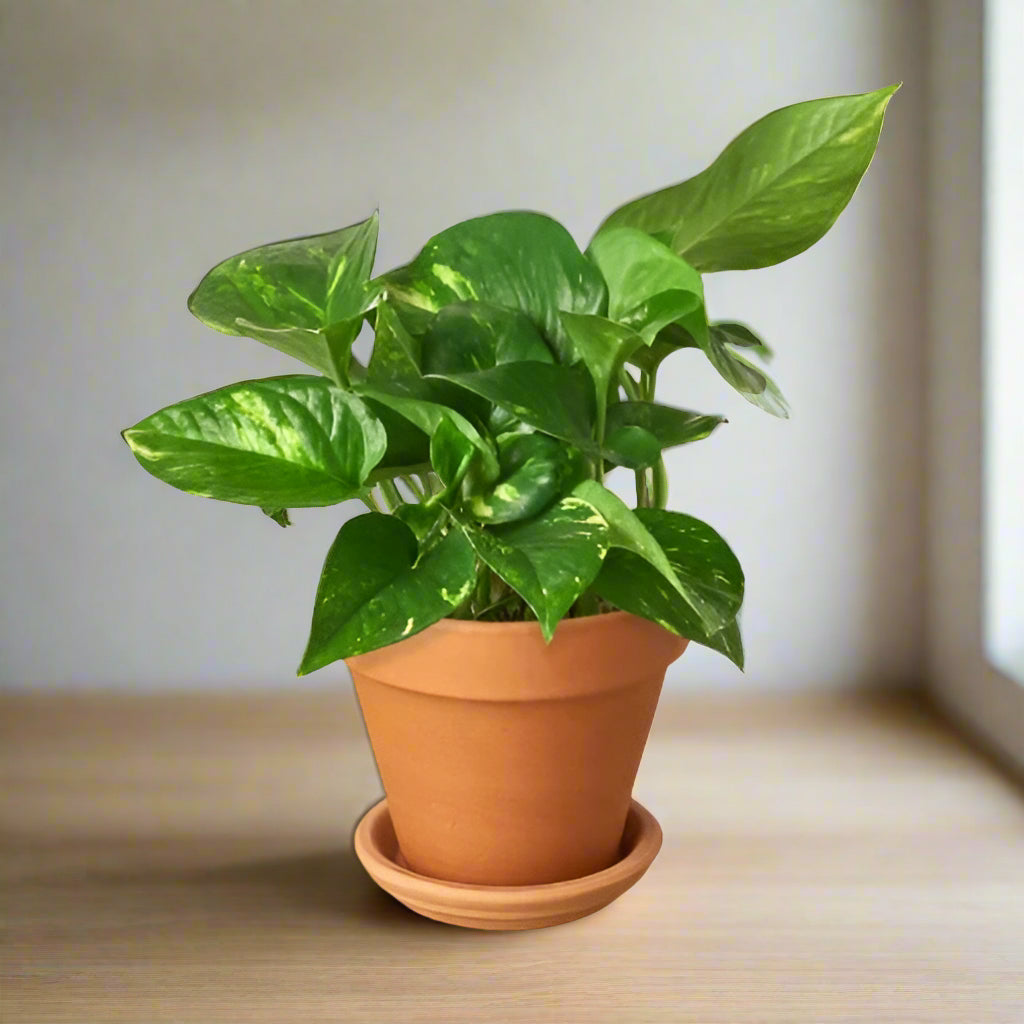 Pothos 'Golden'