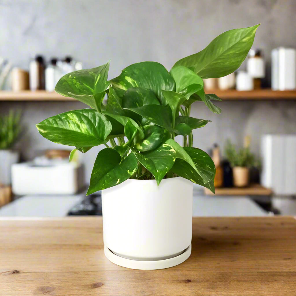 Pothos 'Golden'