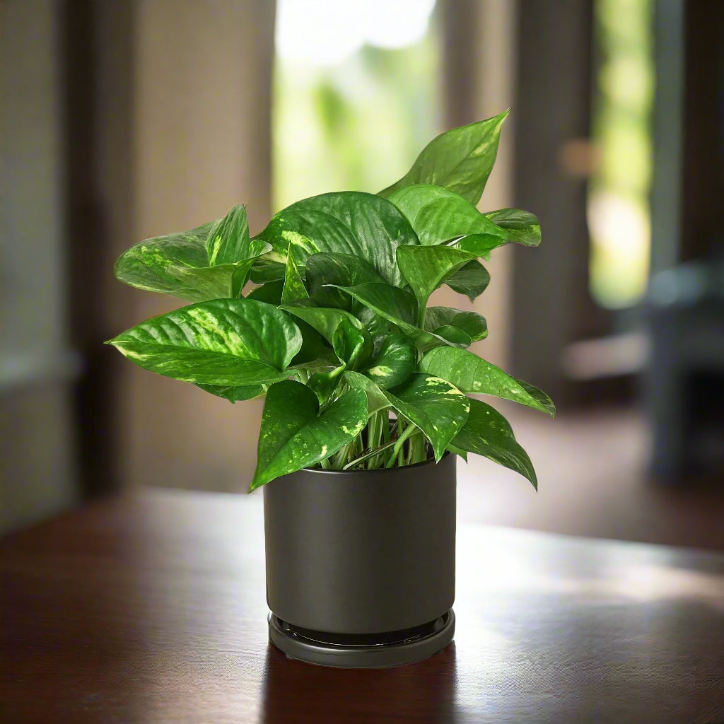 Pothos 'Golden'