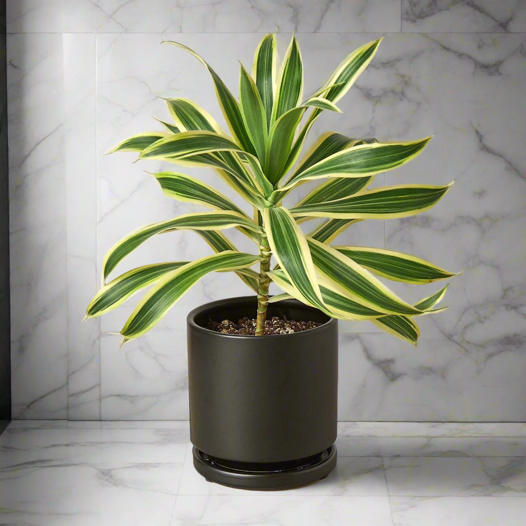 Dracaena 'Song of India'