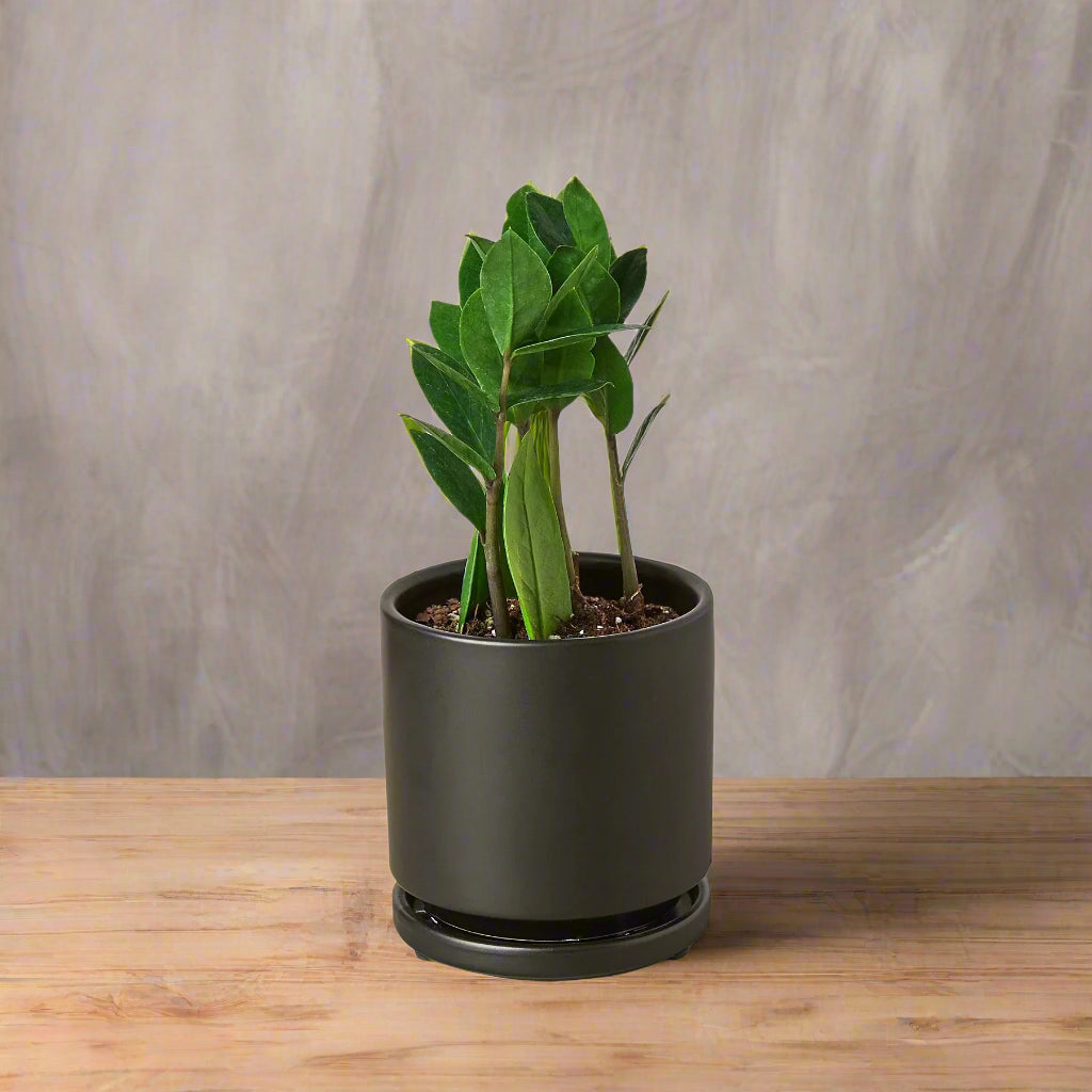 Zamioculcas Zamiifolia ZZ