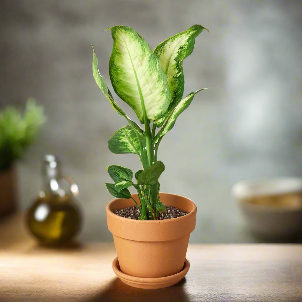 Dieffenbachia Camille