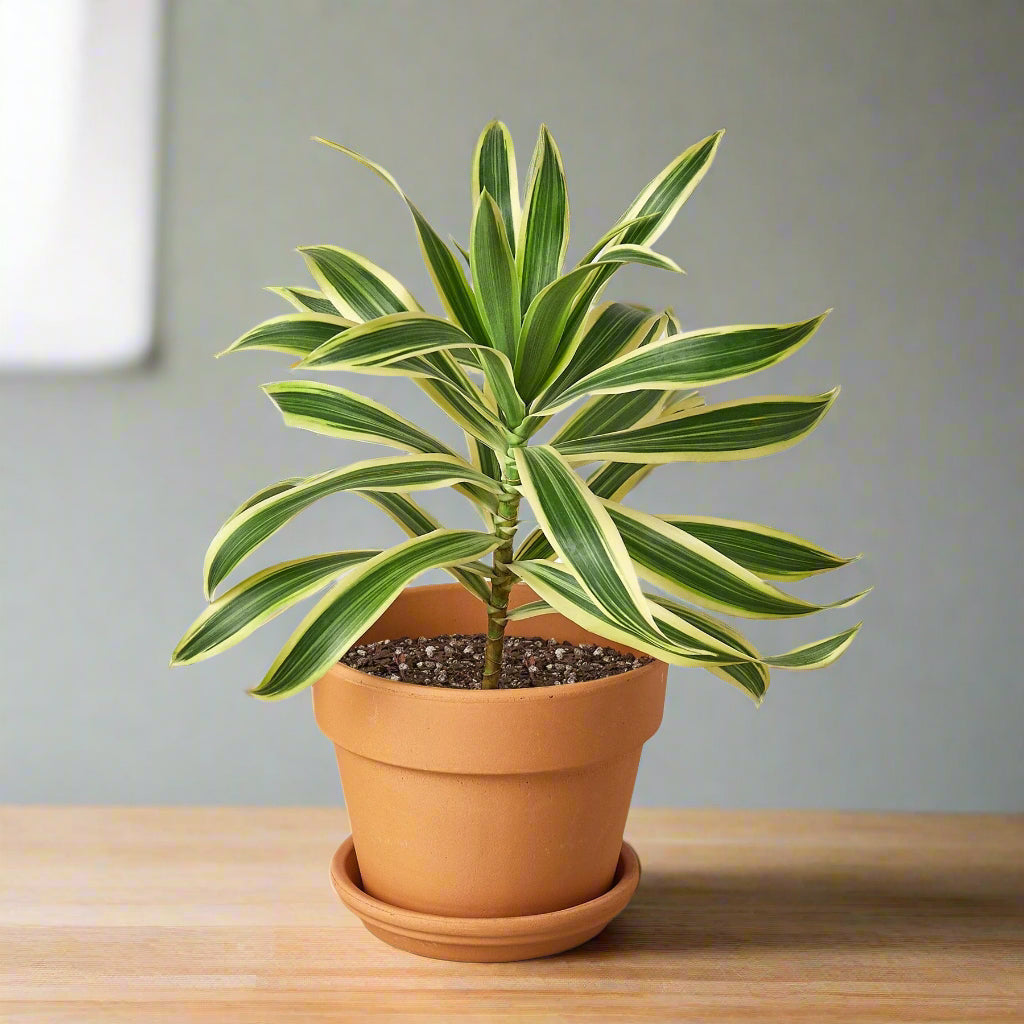 Dracaena 'Song of India'