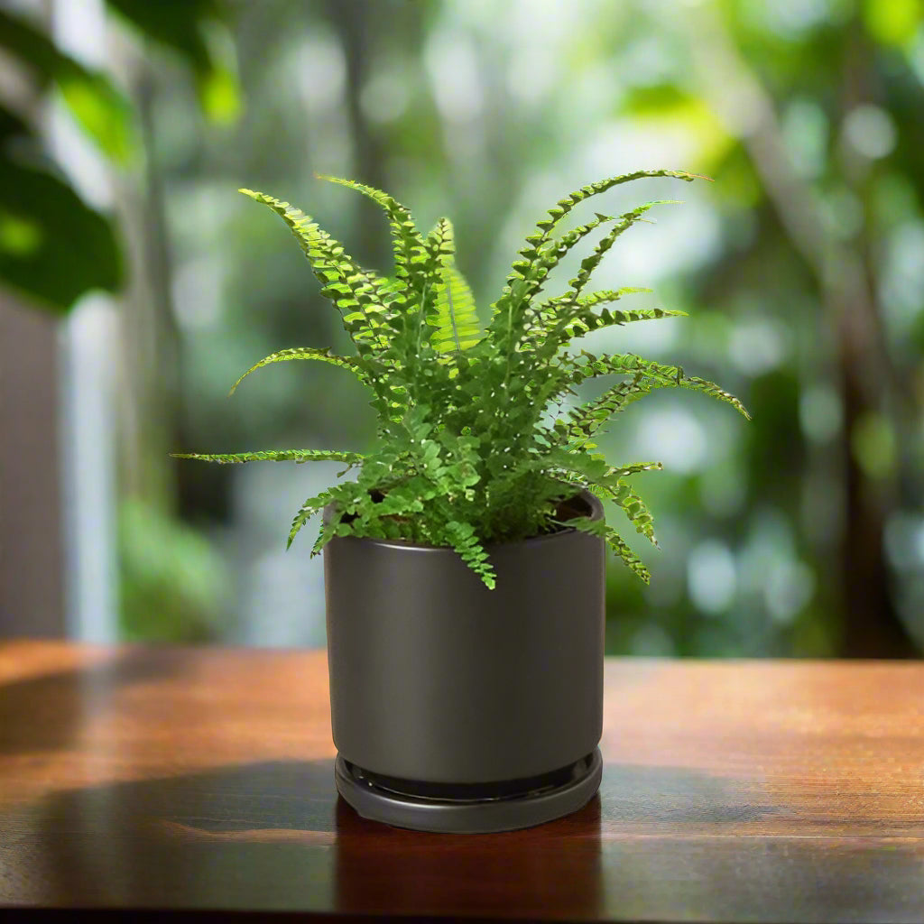 Fern 'Lemon Button'