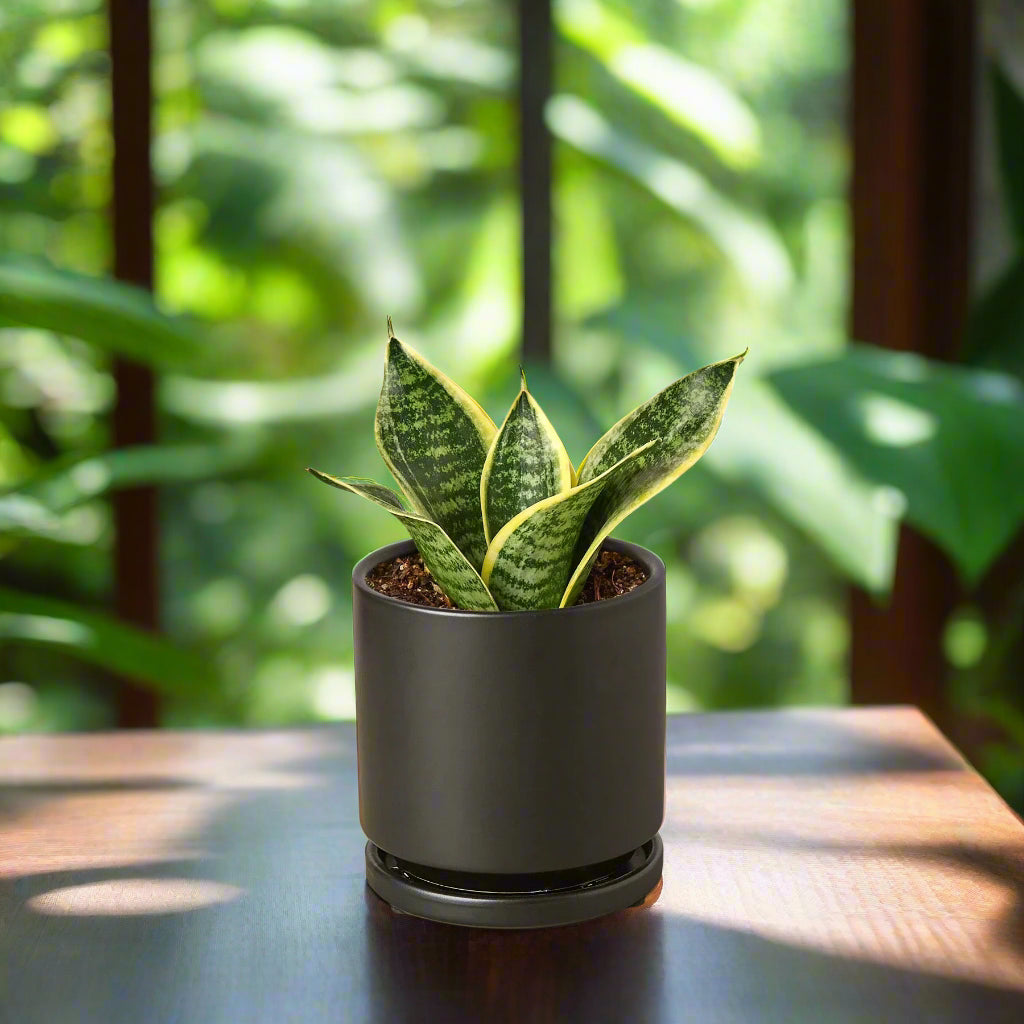 Snake Plant Laurentii Dwarf