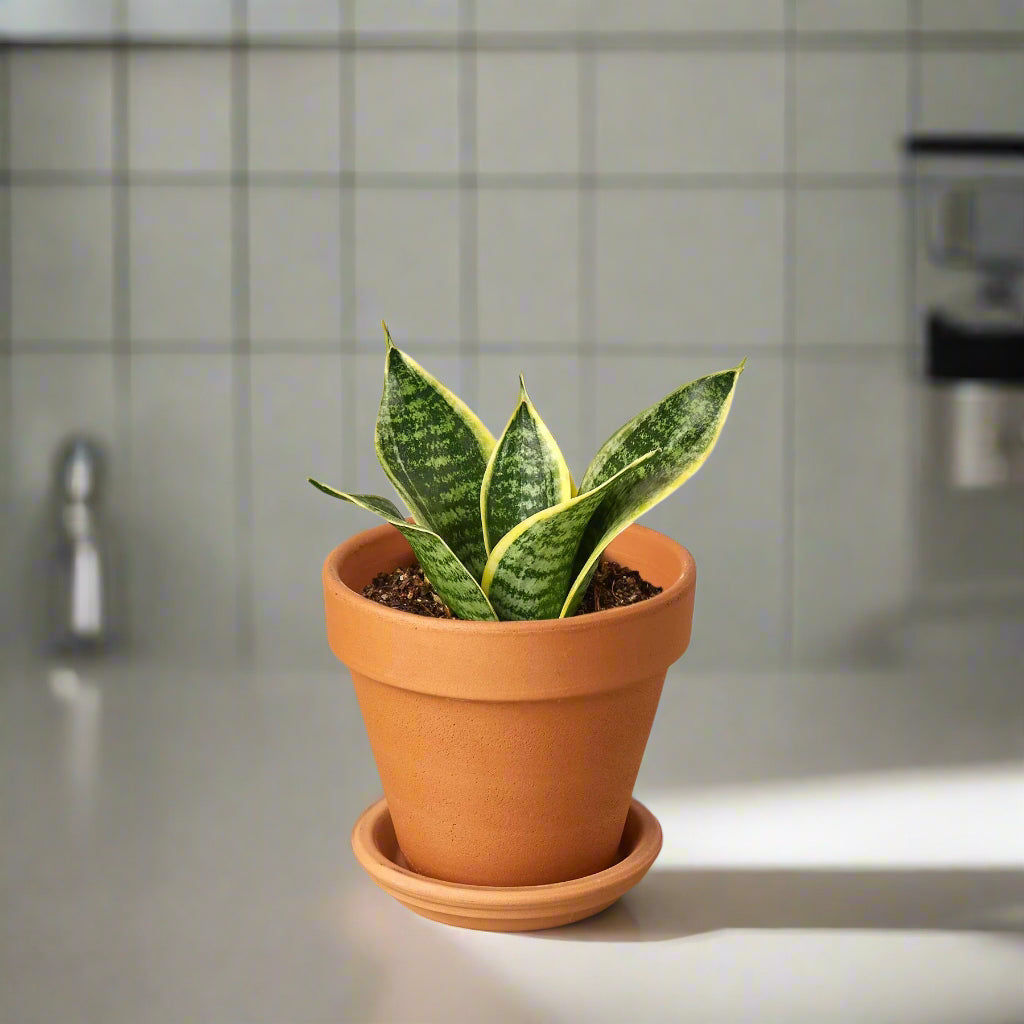 Snake Plant Laurentii Dwarf